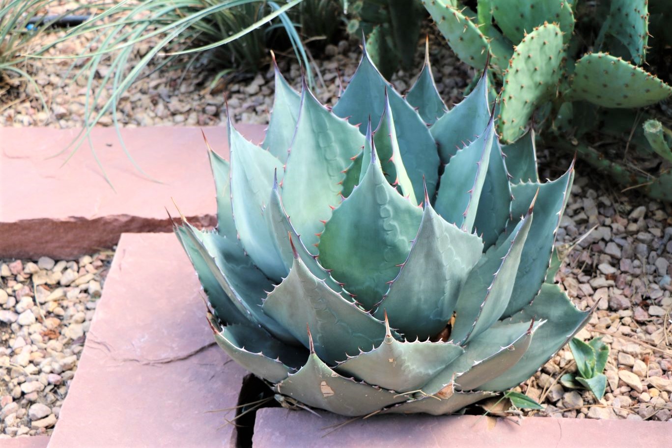 Havard's Century Plant